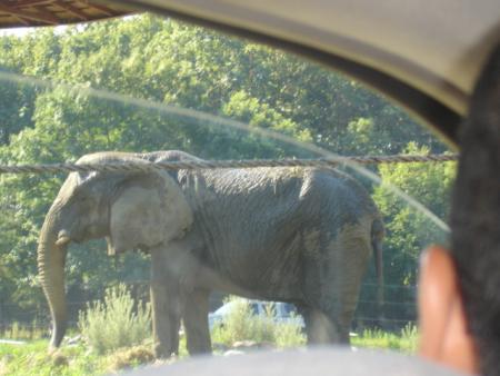 elephant